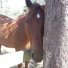 Learning to Self-Manage With a Horse. - HEAL