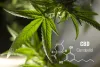 What is CBD? Everything You Should Know (Complete Guide) - CBD Packaging Store