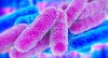 Legionella pneumophila - WhiteOut Press