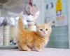 Munchkin Kittens - THE WAY TO GET A Great Deal &mdash; kastrupaguilar8