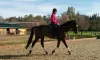 Lessons To Survive The Horse Show Circuit