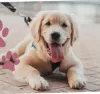 How to become a dog trainer