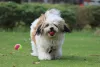 Lhasa Apso - Facts & Information | mywagntails