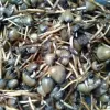 psilocybin mushrooms for sale | Pychedelic High | Magic Truffles - Psychedelic High