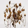 liberty cap mushroom, also known as dry liberty caps