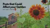 List of Destructive Pests that Could Affect your Garden