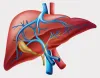 Donor criteria and Liver Transplant surgery in Delhi