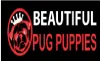 Beautiful Pug Puppies