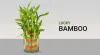 Buy Plants Online | Money Plants  Lucky Bamboo Plants Online - MyFlowerTree