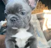 Miniature blue french bulldog for sale