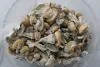 Shrooms Canada Expert Interview