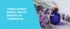 Lesser-Known Mental Health Benefits Of Lavender Oil - My Oveo