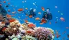 Check Scuba Diving Course Price in Andaman