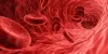 Cardiovascular simulation | Cardiovascular device