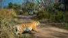 Jim Corbett National Park Tour Package | Corbett Safari Online Booking