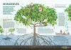 Water uptake feature of mangroves helps fight climate change - GS SCORE