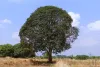 Read The Latest Blog By Info About Trees on Mango Tree