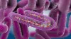 Marburg Virus Outbreak: Here is What You Need to Know