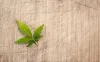 CBD Gummies | Buy Now | Best Prices Hemp Oil | i-matematicas.com