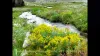 Valley of Flowers Tour Packages
