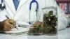 Medical Marijuana Doctors in Florida