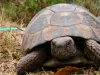 FAQ on Turtles and Tortoises - Leopard Tortoise and Wood Turtle