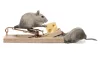 Hire professionals for commercial pest control in Brampton