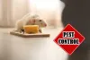 cockroach control in Mississauga