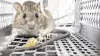 Mice Control Barrie - Mice Removal Barrie | Awesome Pest