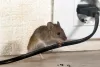 Mice Control Notting Hill