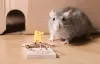 mice exterminator