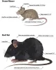 Rodent Treatments &amp; Control in Gold Coast And Brisbane