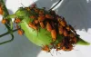 South African firm begins selling “insect milk”