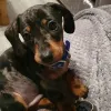 beautifulpuppiesforadoption - beautifulpuppiesforadoption specializes in well socialized, happy, healthy Dachshund puppies in all coats &amp; colors. Our Kennel is AKC &amp; USDA inspected! Call us!"