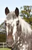 Horse Riding Essex - High Beech Riding School