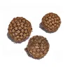 Kratom Seeds 
