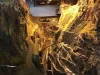 model-train-museum