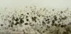 Mold Inspection and Remediation Greenville SC | Array of Solutions