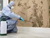 Mold Removal: DIY Vs Professional Services