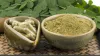Moringa Oleifera Manufacturers | Moringa Oleifera Suppliers Exporters