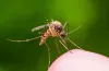 Pest Control Services Chennai| Acme Pest Control 33 Yrs Exp
