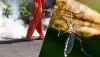 Mosquito Pest Control Services in Gurgaon, Faridabad India