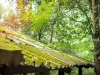 Beautify your property with roof cleaning in Burnaby