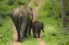 Cruel Elephant Training Process ‘The Crush’ Revealed