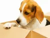 Mudanzas baratas en Madrid capital – Evita el estrés de tus mascotas | NetKnow.es