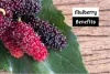 Top 7 Splendid Mulberry Benefits for Health and Well-Being| How to Cure