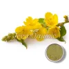 organic mullein flower powder, organic mullein flower, mullein flower powder uses, bulk mullein flower powder, mullein flower powder benefits