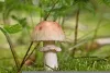 Magic Mushroom Use Complete Guide