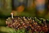 Where Can I Buy Edibles Canada?