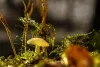 Where to Buy Magic Mushrooms in Canada Food and Drink
